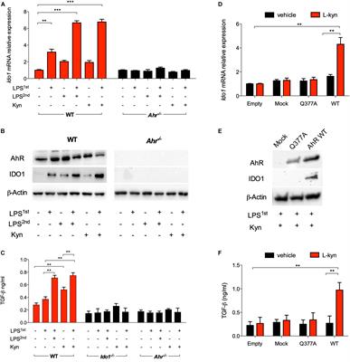 Pharmacologic Induction of Endotoxin Tolerance in Dendritic Cells by L-Kynurenine